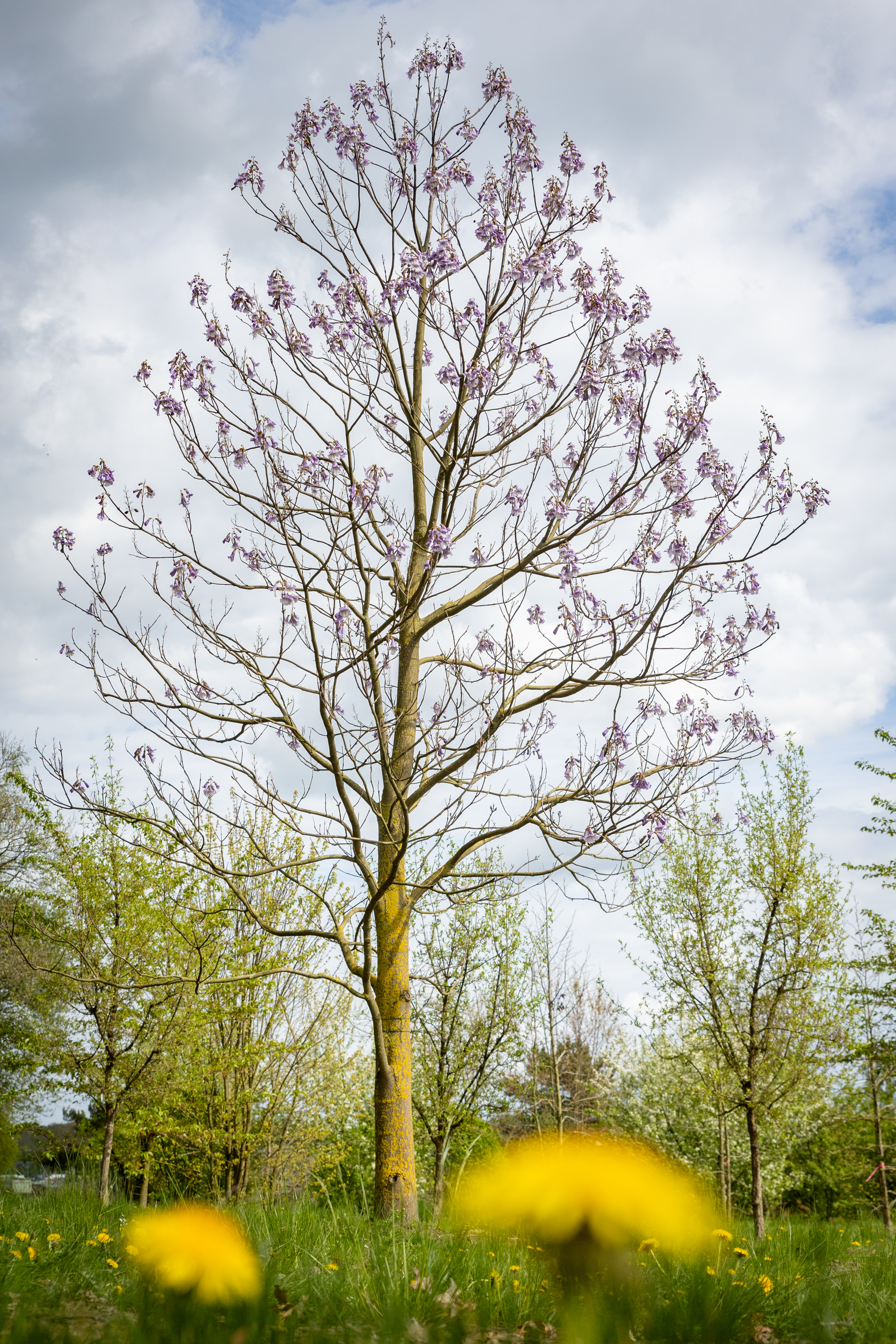 Paulownia tomentosa Unikat